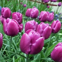 Purple Prince Lale Soğanı (5 adet)
