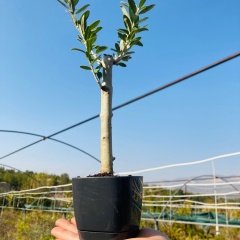Siyah Lüx Saksıda Hediyelik Minyatür Bonsai Zeytin Fidanı (Ücretsiz Kargo)