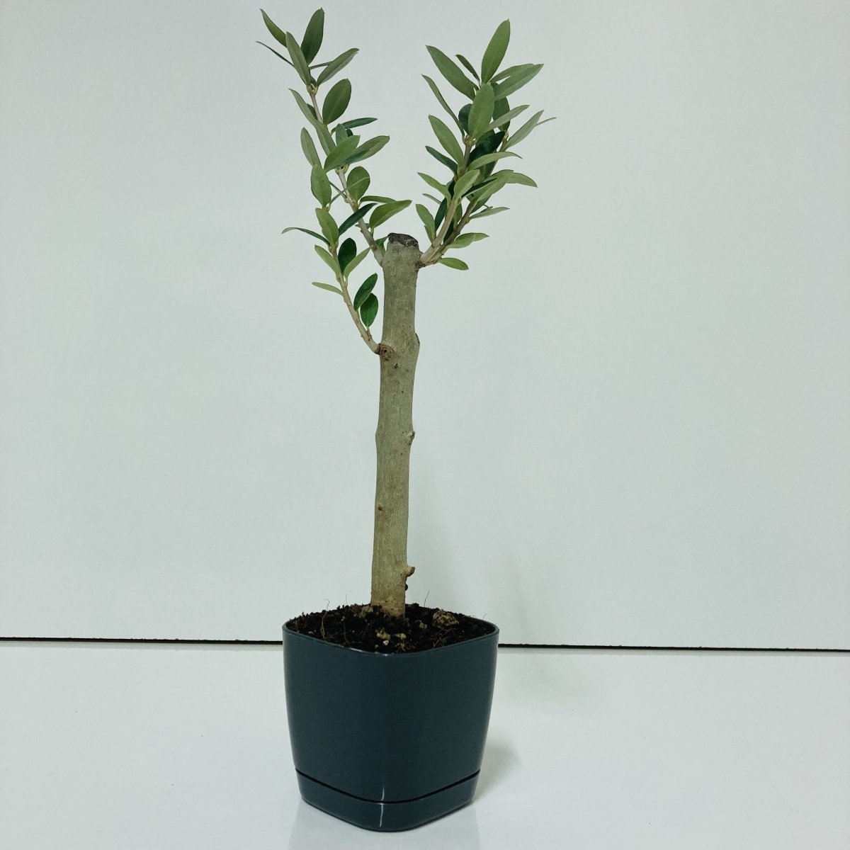 Siyah Lüx Saksıda Hediyelik Minyatür Bonsai Zeytin Fidanı (Ücretsiz Kargo)