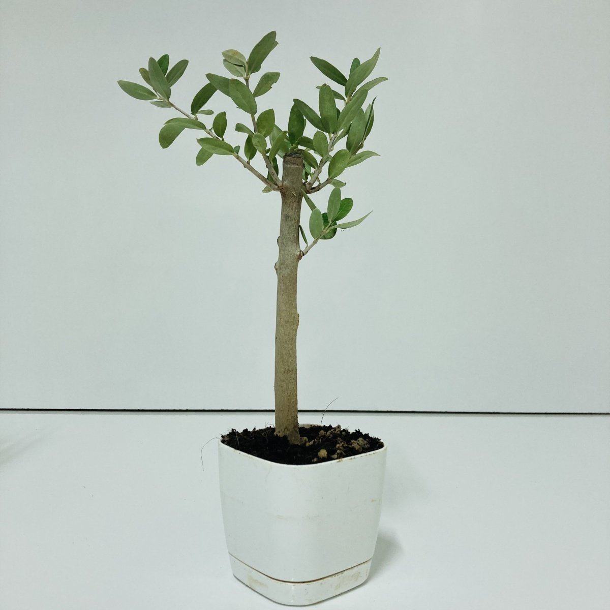 Beyaz Lüx Saksıda Hediyelik Minyatür Bonsai Zeytin Fidanı (Ücretsiz Kargo)