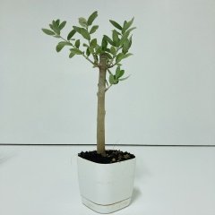 Beyaz Lüx Saksıda Hediyelik Minyatür Bonsai Zeytin Fidanı (Ücretsiz Kargo)