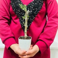 Beyaz Lüx Saksıda Hediyelik Minyatür Bonsai Zeytin Fidanı (Ücretsiz Kargo)