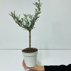 Beyaz 13'lük Saksıda Hediyelik Minyatür Bonsai Zeytin Fidanı (Ücretsiz Kargo)