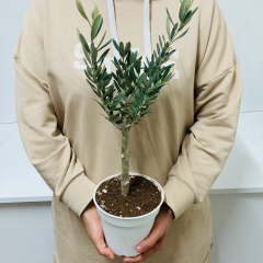Beyaz 13'lük Saksıda Hediyelik Minyatür Bonsai Zeytin Fidanı (Ücretsiz Kargo)