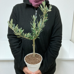 Beyaz 13'lük Saksıda Hediyelik Minyatür Bonsai Zeytin Fidanı (Ücretsiz Kargo)