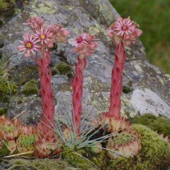 Sempervivum Tectorum Çiçeği Tohumu(20 tohum)