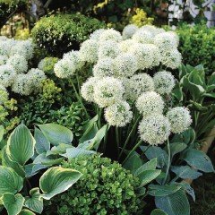 Beyaz Renkli Allium Çiçeği Tohumu(5 tohum)