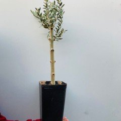 Siyah 14x20 cm'lik Saksıda Hediyelik Minyatür Bonsai Zeytin Fidanı (Ücretsiz Kargo)