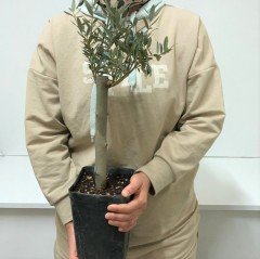 Siyah 14x20 cm'lik Saksıda Hediyelik Minyatür Bonsai Zeytin Fidanı (Ücretsiz Kargo)