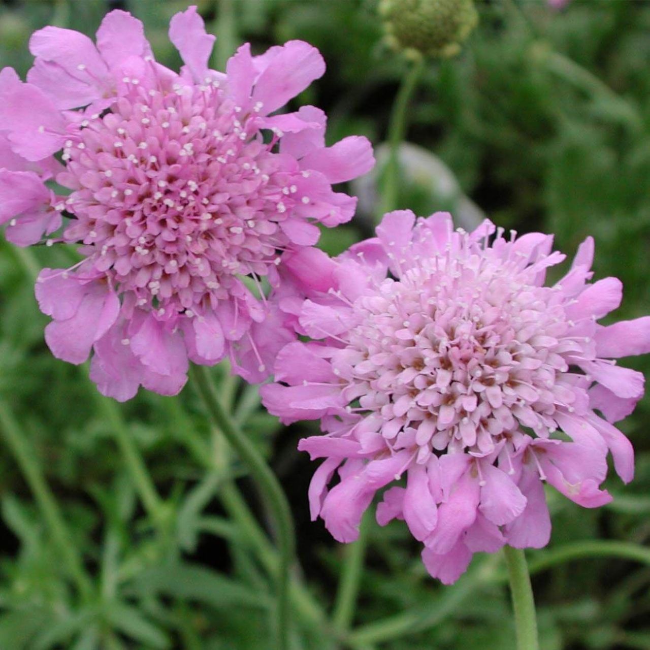 Lila Renkli Scabiosa Çiçeği(Uyuz Otu) Tohumu(20 tohum)
