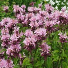 Pembe Monarda Fistulosa Çiçeği Tohumu(30 tohum)