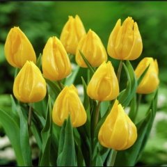 Yellow Yokohama Sarı Lale Soğanı (5 adet)