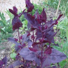 Orach (Atriplex Hortensis Red Plume) Çiçeği Tohumu(20 tohum)
