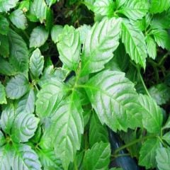 Beş yapraklı Jiaogulan Ginseng Fidesi (3 adet)