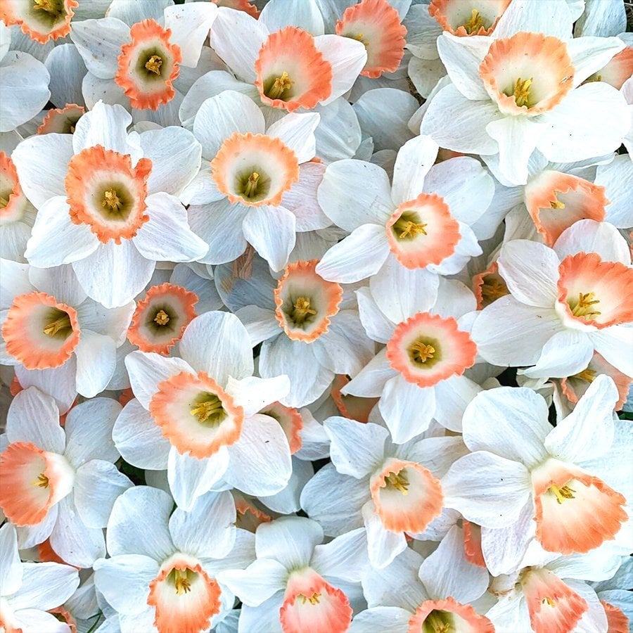 Nadir Bulunan Özel Çeşit Geranium Nergis Soğanı (3 adet)