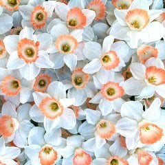 Nadir Bulunan Özel Çeşit Geranium Nergis Soğanı (3 adet)