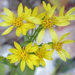 Altınbaşak (Solidago virgaurea) Çiçeği Tohumu(100 tohum)