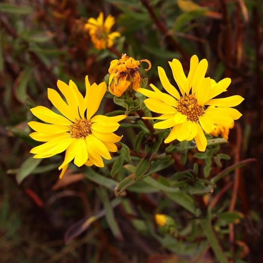Silphium Integrifolium Çiçeği Tohumu(20 tohum)