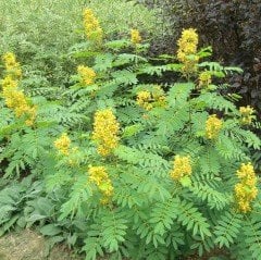 Midewiwan Sacred Tobacco Çiçeği Tohumu(40 tohum)