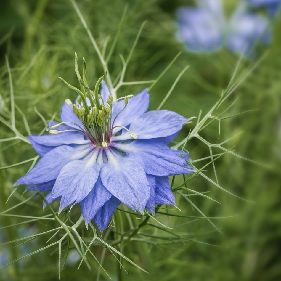 Mist Çiçeği Tohumu(100 tohum)