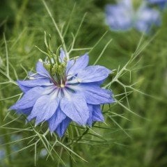 Mist Çiçeği Tohumu(100 tohum)