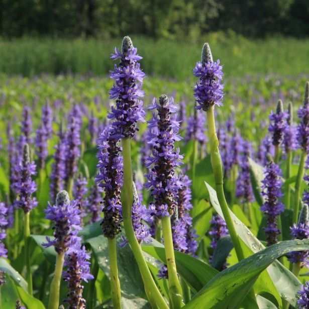 Pickerel Weed Çiçeği Tohumu (5 tohum)