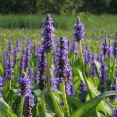 Pickerel Weed Çiçeği Tohumu (5 tohum)