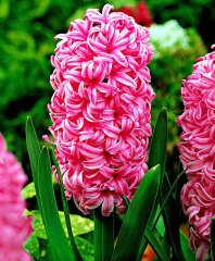 Pink Pearl Pembe Kokulu Hyacinthus Sümbül Soğanı (3 adet)