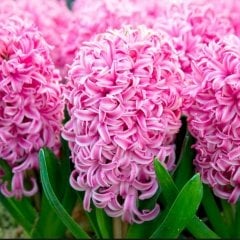 Pink Pearl Pembe Kokulu Hyacinthus Sümbül Soğanı (3 adet)