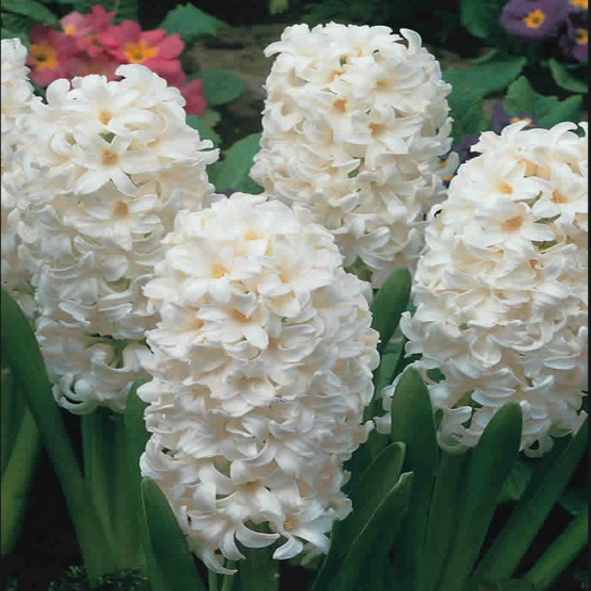 Hyacinthus Aiolos Sümbül Soğanı (3 adet)