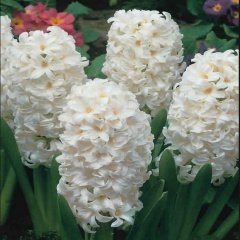Hyacinthus Aiolos Sümbül Soğanı (3 adet)