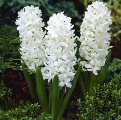 Hyacinthus Aiolos Sümbül Soğanı (3 adet)