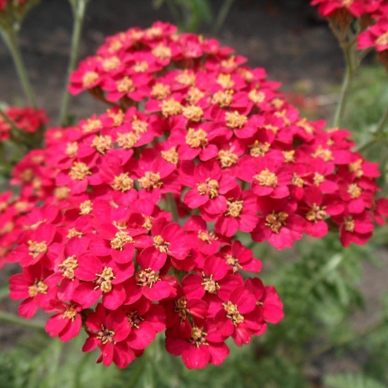 Red Colour Civan Perçemi Tohumu(100 tohum)