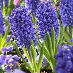Mavi Blue Jacket Hyacinthus Sümbül Soğanı (3 adet)