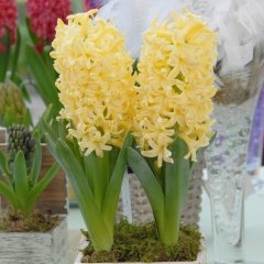 Hyacinthus Yellow Stone Sarı Sümbül Soğanı (3 Adet)