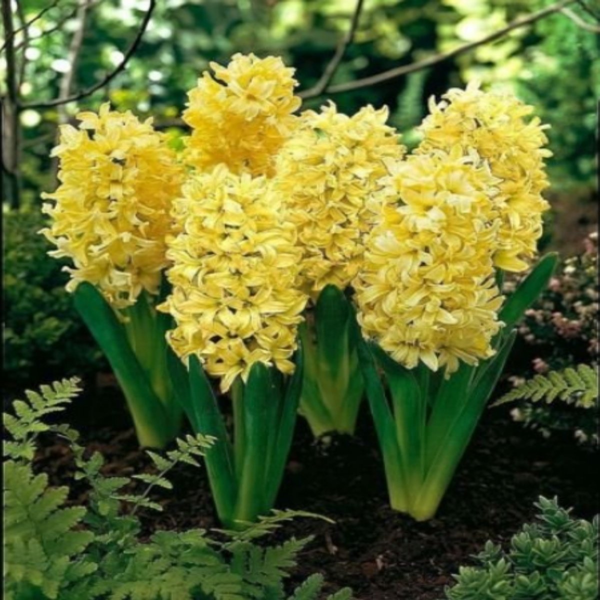 Hyacinthus Yellow Stone Sarı Sümbül Soğanı (3 Adet)
