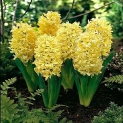 Hyacinthus Yellow Stone Sarı Sümbül Soğanı (3 Adet)