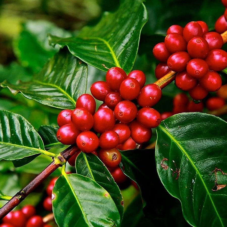 Kendine Verimli Arabica Özel Kahve Fidanı (5.5 cm'lik Saksıda)