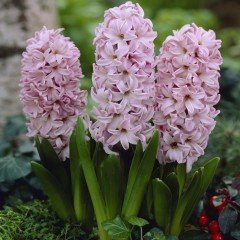Hyacinthus Fondant Sümbül Soğanı (3 adet)