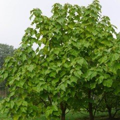 Tüplü Yoğun Kokulu Paulownia Tomentosa Fidanı (80-110 cm)