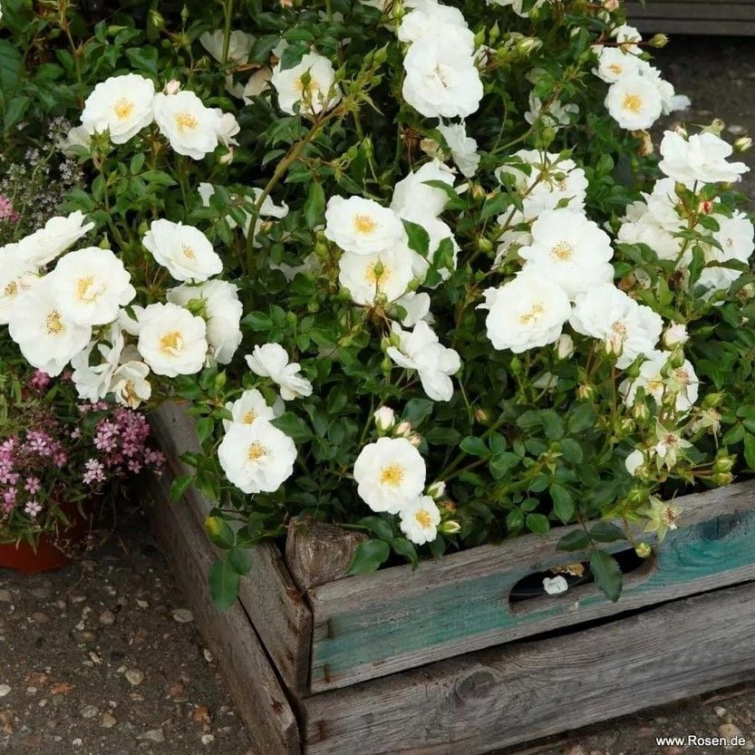 Tüplü Koleksiyonluk Çok Goncalı İnnocencia Persica Yediveren Gül Fidanı