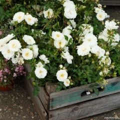 Tüplü Koleksiyonluk Çok Goncalı İnnocencia Persica Yediveren Gül Fidanı