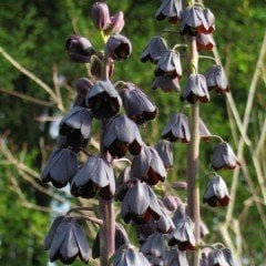 Saksıda Özel Purple Fritillaria Persica Ters Lale