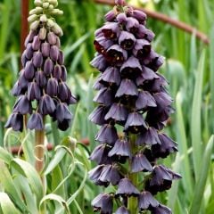 Saksıda Özel Purple Fritillaria Persica Ters Lale