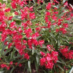 Calandrinia Umbelleta Ruby Tuesday Purslane(Semiz) Tohumu(50 tohum)