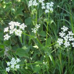 Asperula Odorata or Galium Odoratum İnce Otu Tohumu(10 tohum)
