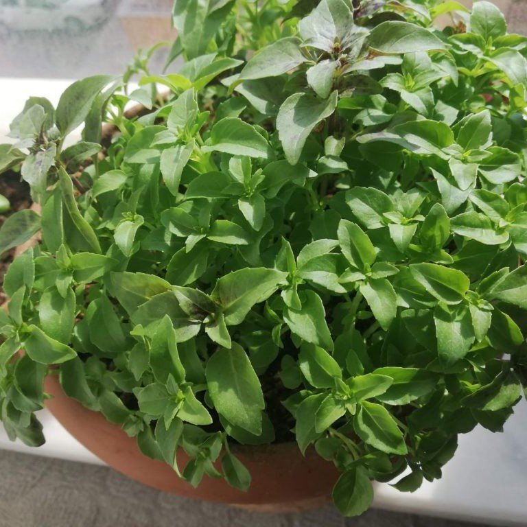 Lime Fesleğen Tohumu(100 tohum)