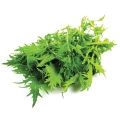 Doğal Brassica Rapa Japonica Green Mizuna Fidesi (5 adet)