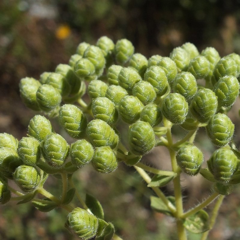 Green İzmir Kekiği Bilyalı Kekik Tohumu (100 tohum)