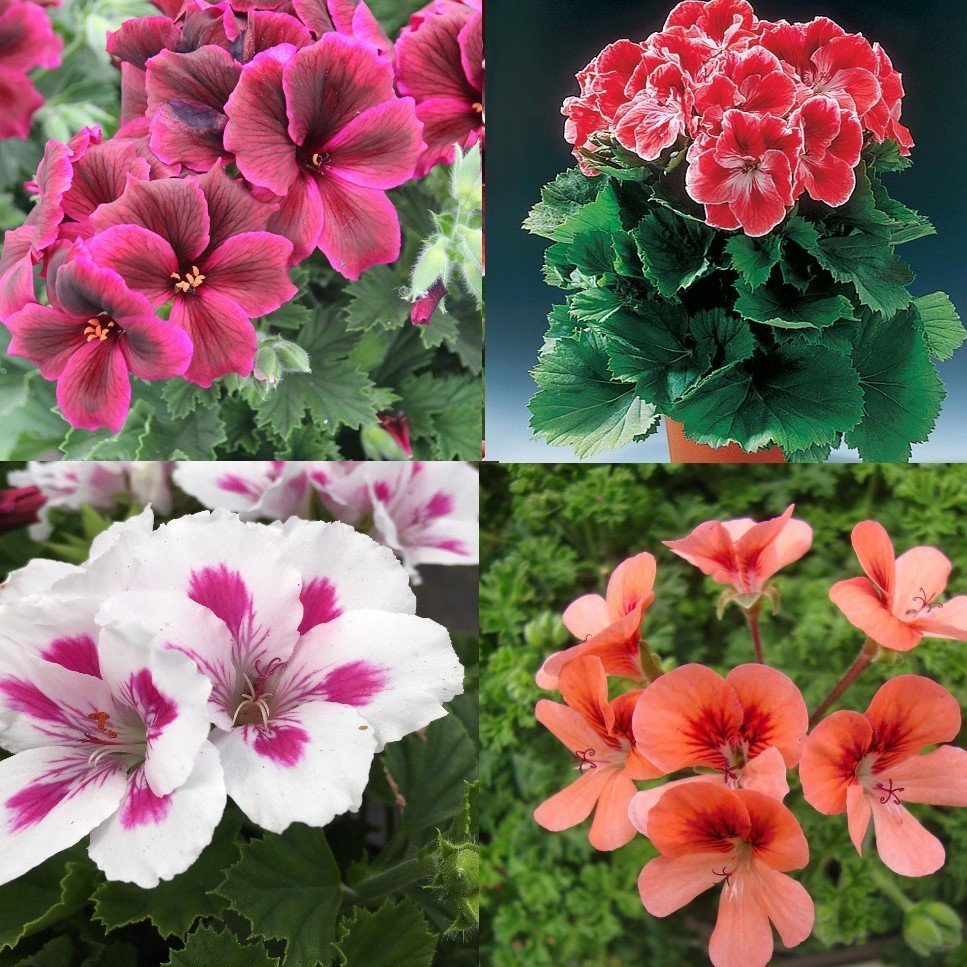 Karışık Renkli Sardunya (Canan) Çiçeği Fidesi (5 adet)